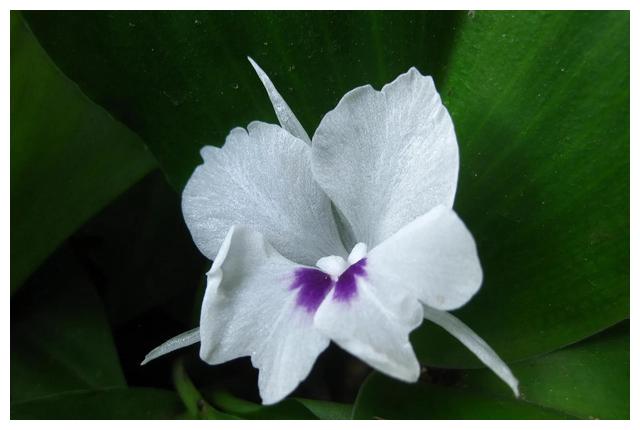 山奈花,美丽的林间奇花异草(八)__财经头条