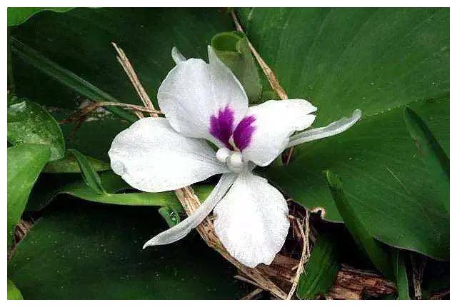 山奈花,美丽的林间奇花异草(八)__财经头条