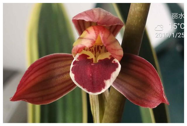 花色 最艳 的红瓣兰花 香味浓郁 是有名的艺兰佳品 新手必入