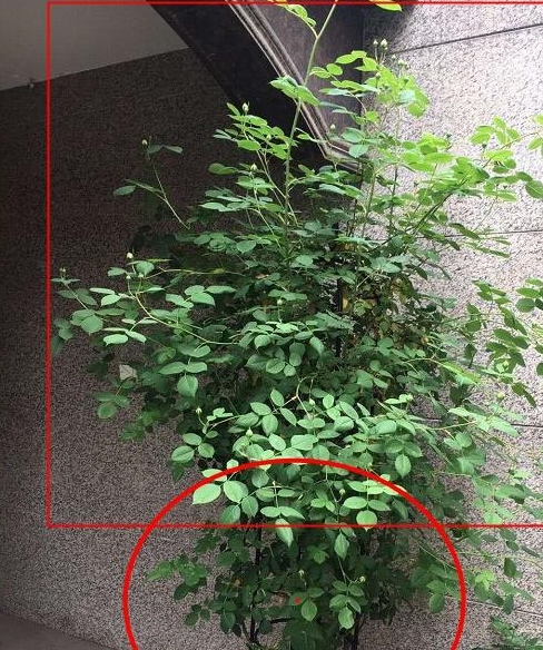 藤本月季花长的越大 开花却越少 快看看你是不是踩了同样的坑 花柱 月季 藤本月季 新浪新闻