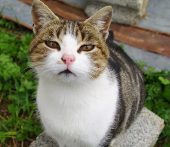 这些猫咪都是在中国本土的一些猫咪,虽然它们并不是什么名贵的品种,但