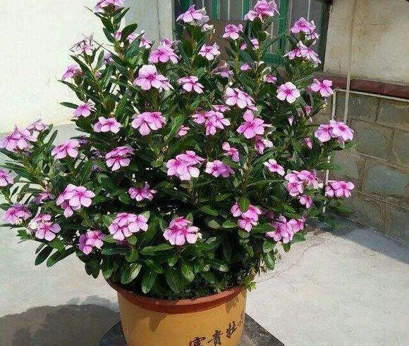 6种方式打造长春花老桩棒棒糖花开一簇簇大花球超满足