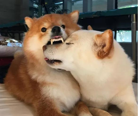 霸道总柴太狂野!对准汪兄弟一顿激吻亲到闭眼:就要亲死你!