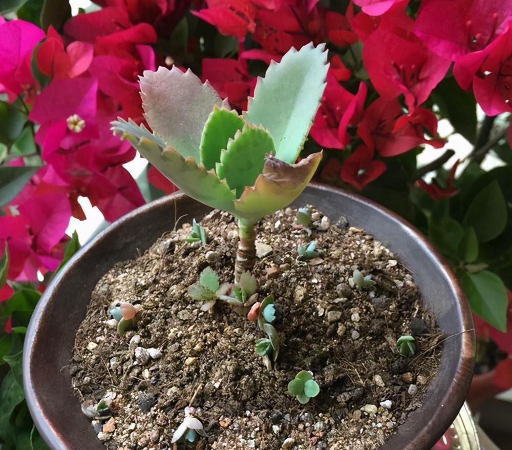 小白想养花试试落地生根