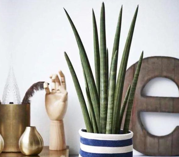 卫生间有异味摆上这六种植物除臭又祛湿