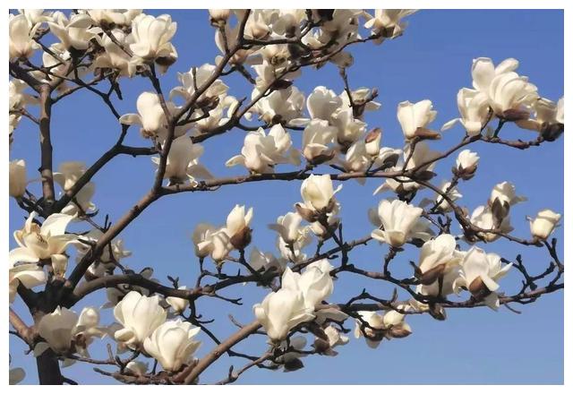 2022生肖龙——傲气与傲骨还是有区别的，傲骨是他们成功的源泉休闲区蓝鸢梦想 - Www.slyday.coM