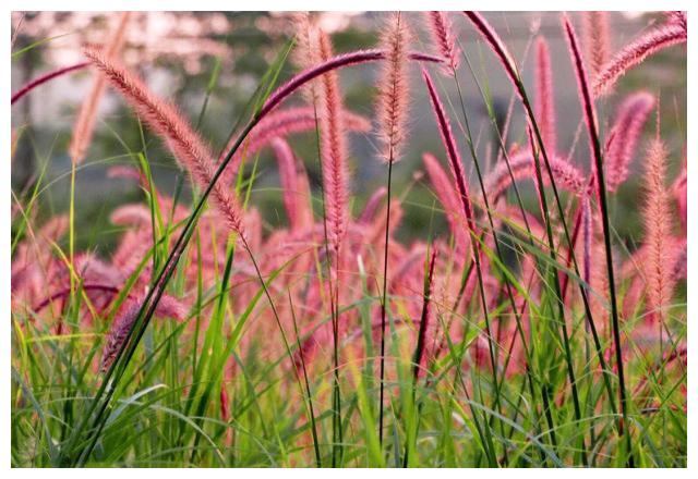 灵签占卜你喜欢哪一副狗尾巴草测一下你今生是什么命