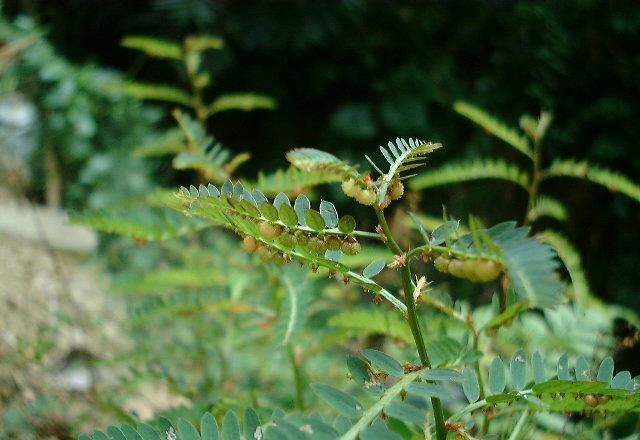 乡下1野草俗称夜门关能润肝能明目野外碰见请勿忽视