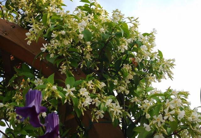 你家阳台还空荡荡?种上4种爬藤花卉,比藤本月季美,还不占空间休闲区蓝鸢梦想 - Www.slyday.coM 你家阳台还空荡荡?种上4种爬藤花卉,比藤本月季美,还不占空间休闲区蓝鸢梦想 - Www.slyday.coM
