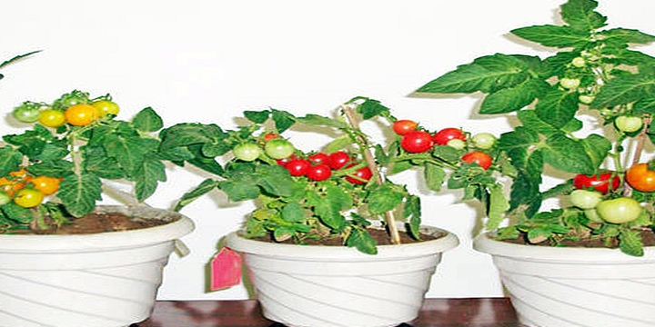 不出门只能"葛优瘫"?不如学个简单的圣女果盆栽技术解解闷