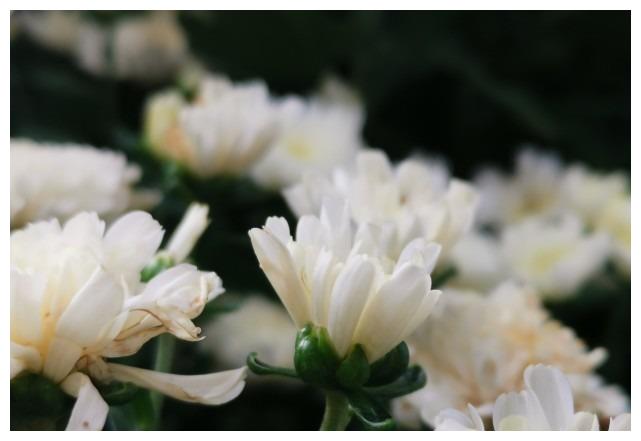 11月18日 11月28日 家运兴旺 富贵无忧 一生鸿运满满的3大生肖 财富 生肖 鸿运 新浪新闻