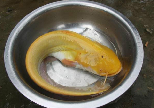 男子钓到罕见金黄色鲶鱼,通体晶莹剔透,百万条鱼中才有一条