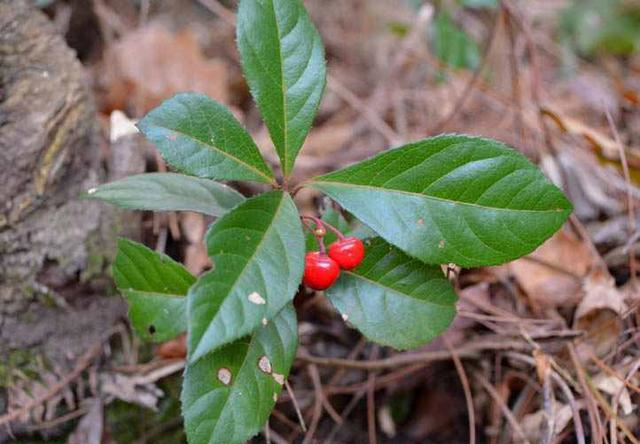 这东西俗称矮地茶是极品中药南方很常见遇到请重视