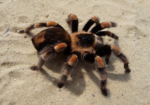 生活在澳大利亚的三种致命蜘蛛