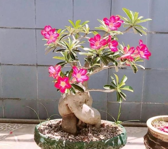 沙漠玫瑰盆栽怎么养才能经常开花,让它花朵越开越旺盛的技巧