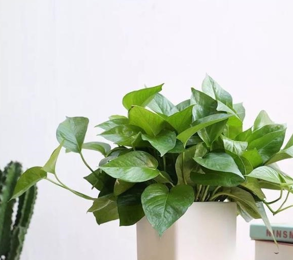 卫生间有异味摆上这六种植物除臭又祛湿