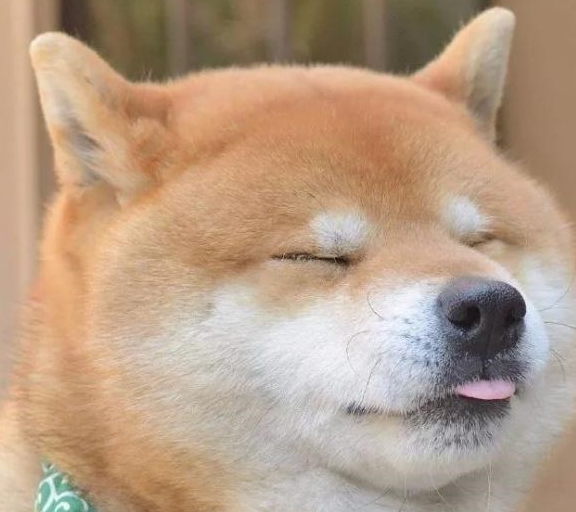 原来狗狗吐舌头这么可爱呀