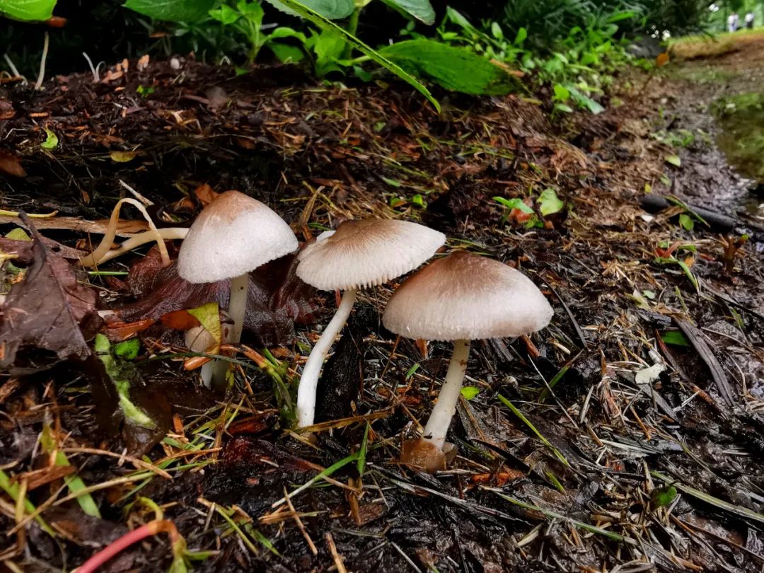 不是野味!红伞伞、白杆杆,公园里的“蘑菇”别摘休闲区蓝鸢梦想 - Www.slyday.coM 不是野味!红伞伞、白杆杆,公园里的“蘑菇”别摘休闲区蓝鸢梦想 - Www.slyday.coM