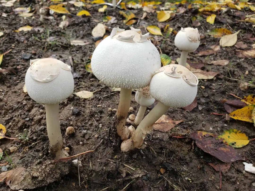 不是野味!红伞伞、白杆杆,公园里的“蘑菇”别摘休闲区蓝鸢梦想 - Www.slyday.coM 不是野味!红伞伞、白杆杆,公园里的“蘑菇”别摘休闲区蓝鸢梦想 - Www.slyday.coM