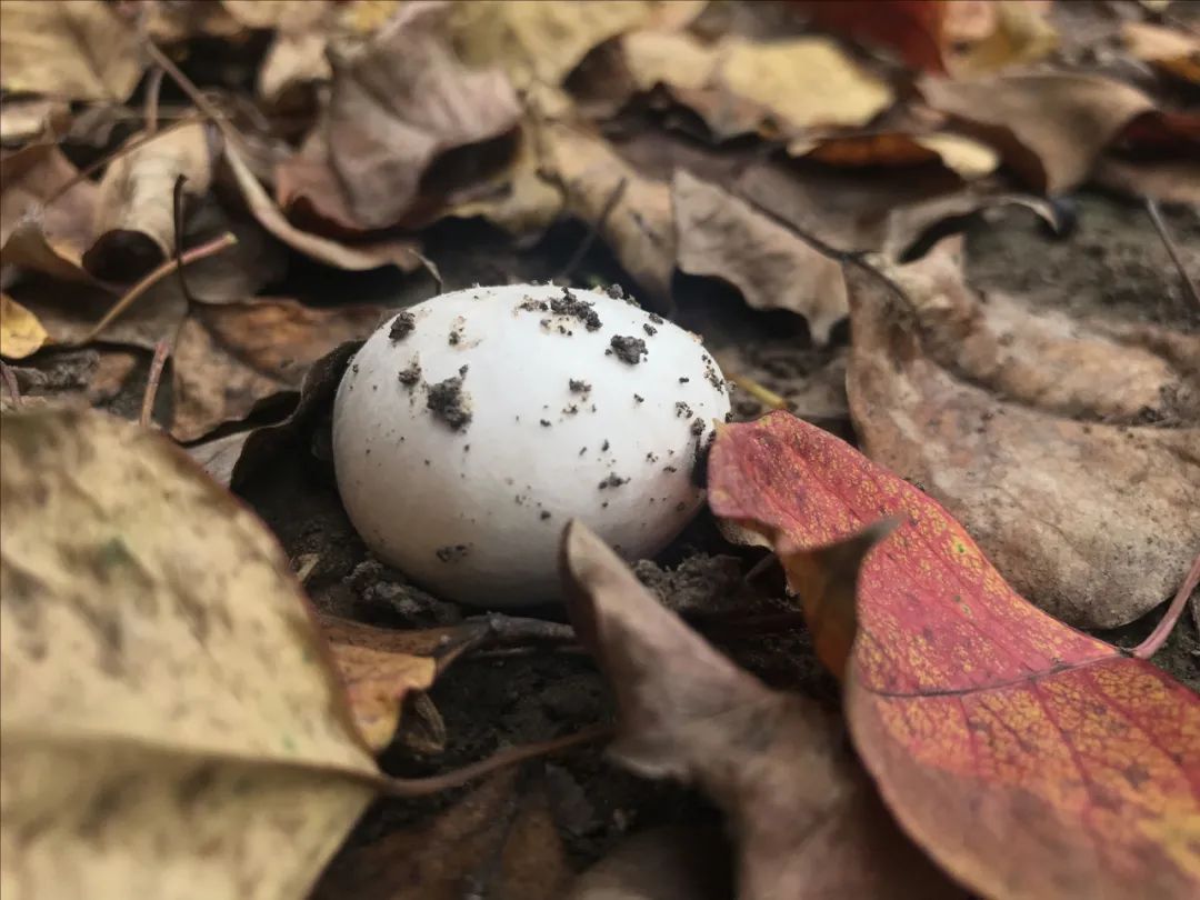 不是野味!红伞伞、白杆杆,公园里的“蘑菇”别摘休闲区蓝鸢梦想 - Www.slyday.coM 不是野味!红伞伞、白杆杆,公园里的“蘑菇”别摘休闲区蓝鸢梦想 - Www.slyday.coM