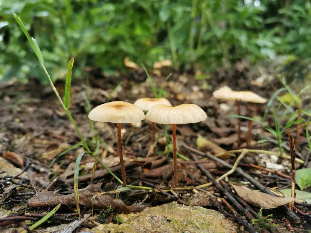 不是野味!红伞伞、白杆杆,公园里的“蘑菇”别摘休闲区蓝鸢梦想 - Www.slyday.coM 不是野味!红伞伞、白杆杆,公园里的“蘑菇”别摘休闲区蓝鸢梦想 - Www.slyday.coM