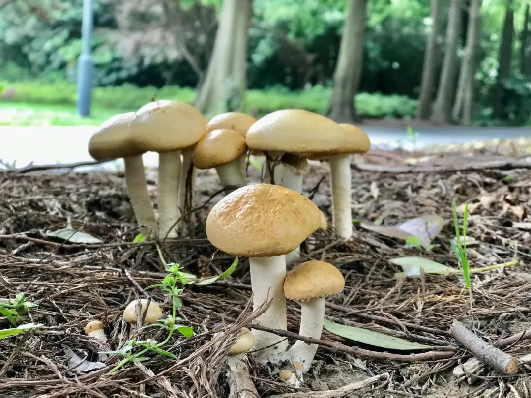 不是野味!红伞伞、白杆杆,公园里的“蘑菇”别摘休闲区蓝鸢梦想 - Www.slyday.coM 不是野味!红伞伞、白杆杆,公园里的“蘑菇”别摘休闲区蓝鸢梦想 - Www.slyday.coM