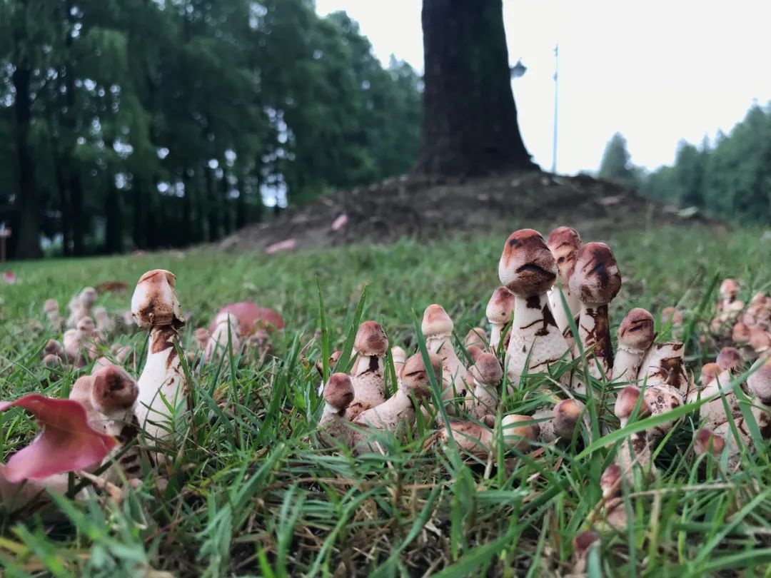 不是野味!红伞伞、白杆杆,公园里的“蘑菇”别摘休闲区蓝鸢梦想 - Www.slyday.coM 不是野味!红伞伞、白杆杆,公园里的“蘑菇”别摘休闲区蓝鸢梦想 - Www.slyday.coM