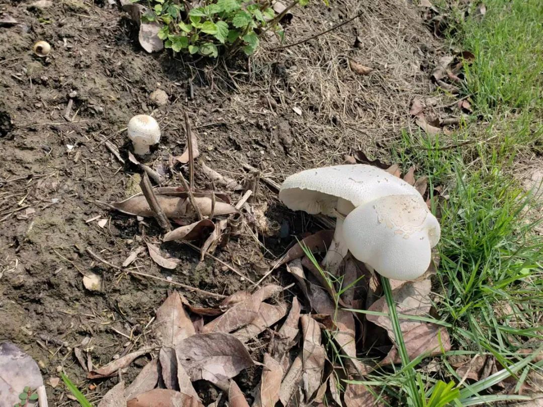 不是野味!红伞伞、白杆杆,公园里的“蘑菇”别摘休闲区蓝鸢梦想 - Www.slyday.coM 不是野味!红伞伞、白杆杆,公园里的“蘑菇”别摘休闲区蓝鸢梦想 - Www.slyday.coM