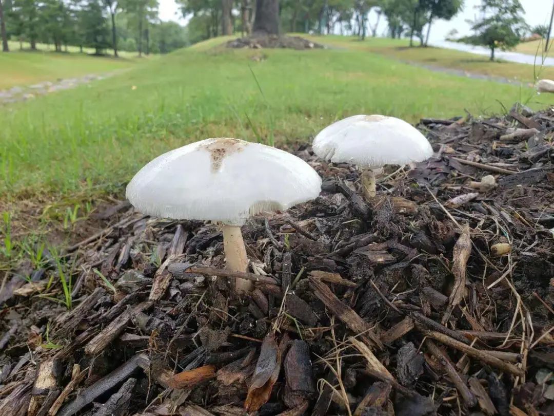 不是野味!红伞伞、白杆杆,公园里的“蘑菇”别摘休闲区蓝鸢梦想 - Www.slyday.coM 不是野味!红伞伞、白杆杆,公园里的“蘑菇”别摘休闲区蓝鸢梦想 - Www.slyday.coM