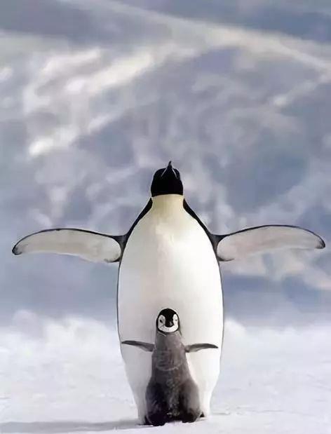 动物世界奇妙的巧合,实在太有趣了!忍不住发给你看看