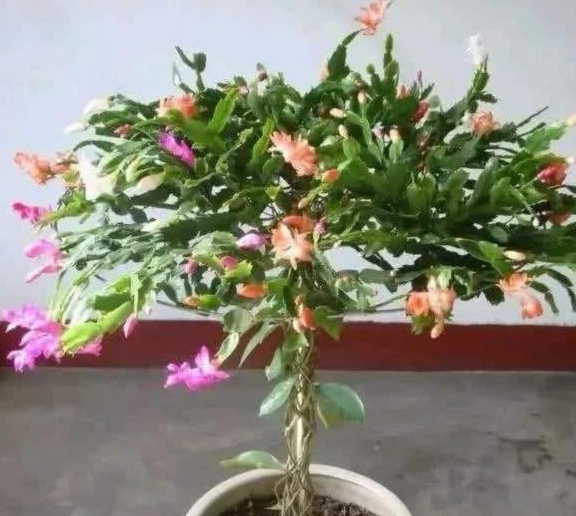 因为用仙人掌和三棱箭等其它砧木嫁接蟹爪兰时,由于嫁接操作和管理的