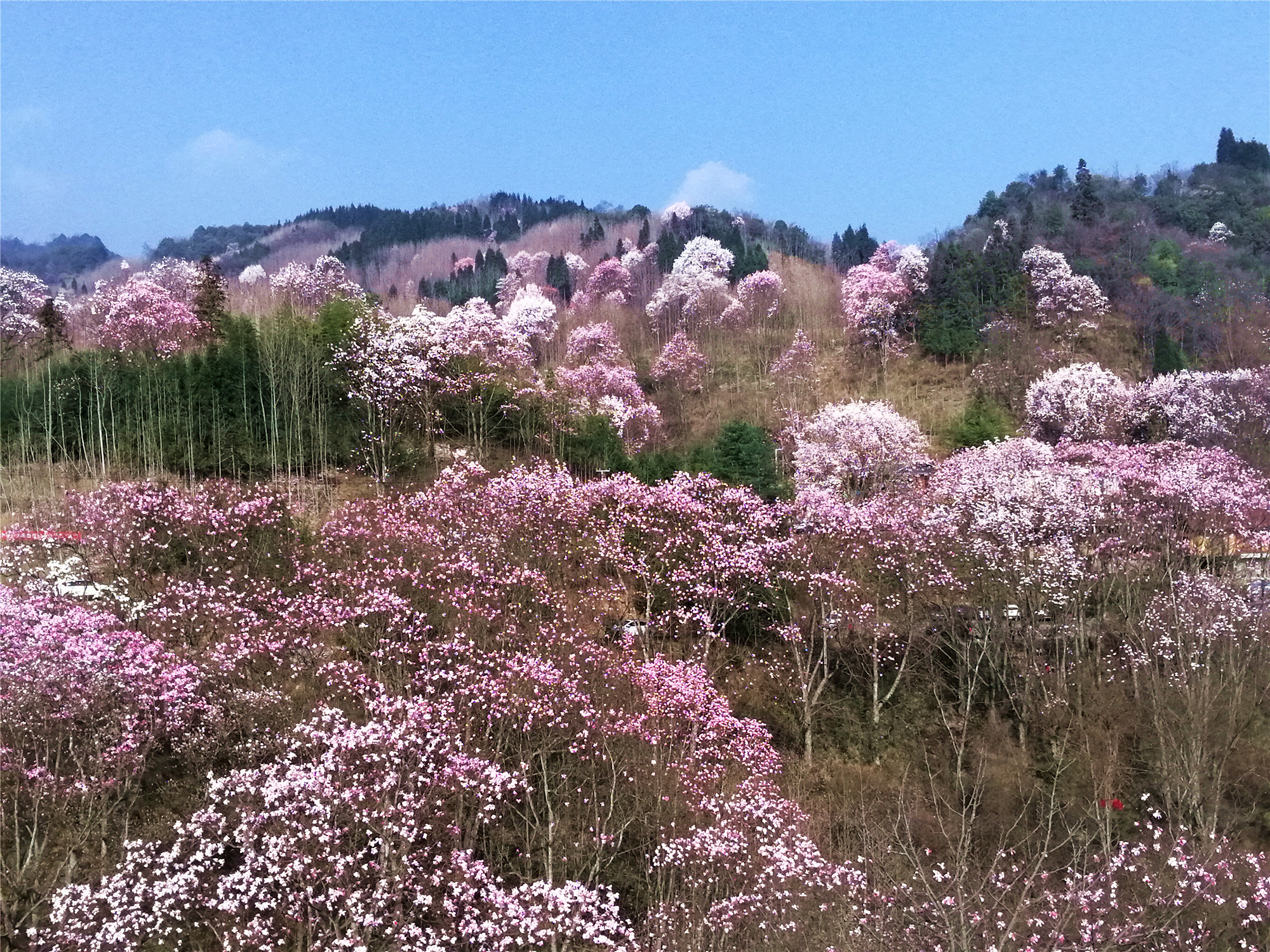 四川江油与灿若云霞的辛夷花海一起沉醉