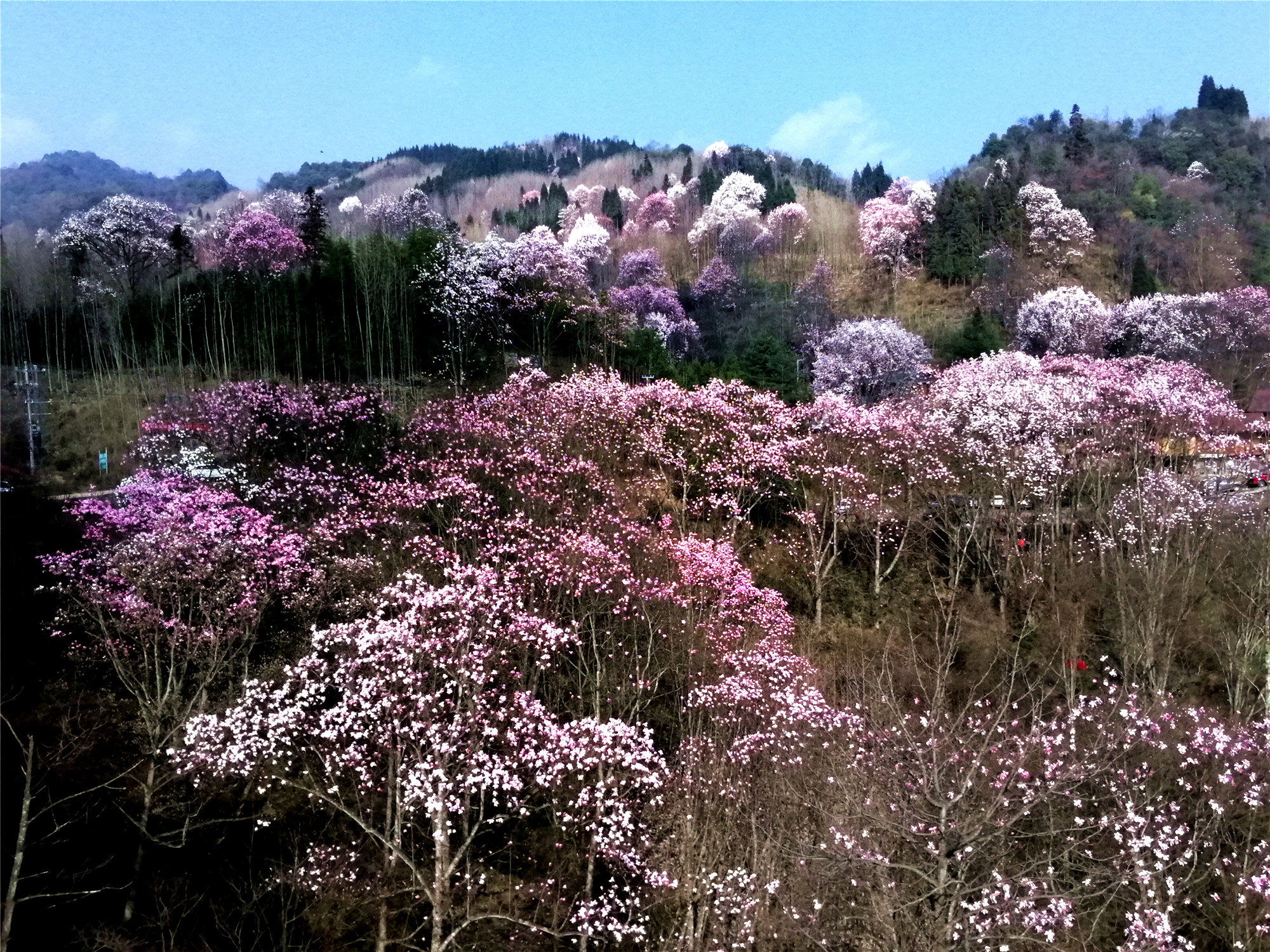 四川江油与灿若云霞的辛夷花海一起沉醉