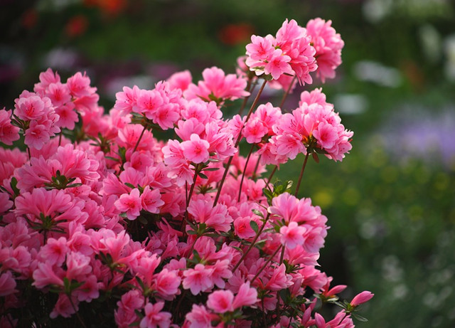 家庭养花:5种花肥自制方法,不花一分钱,氮磷钾齐了!休闲区蓝鸢梦想 - Www.slyday.coM 家庭养花:5种花肥自制方法,不花一分钱,氮磷钾齐了!休闲区蓝鸢梦想 - Www.slyday.coM