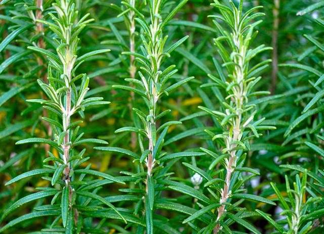 盘点十大值得养的香草,你养了哪几种?