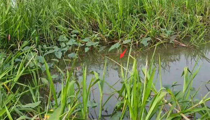 小河沟里除了塘角鱼, 还钓到过山鲫, 有些惊喜