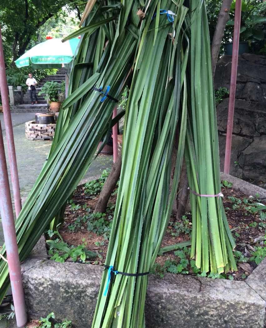 中山沙溪芦兜粽 粽界的"模特"