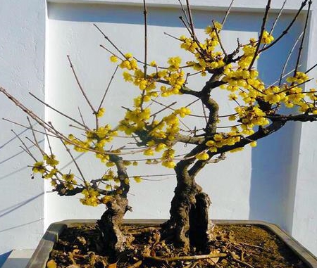 盆栽梅花怎么养 切记 3点 树形优美 枝壮花多 芳香扑鼻