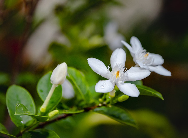 什么品种的茉莉花最香?竟然是单瓣茉莉最香!