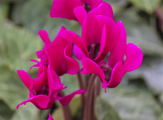 仙客来即将进入“睡眠”模式,调整养护,来年花量翻倍休闲区蓝鸢梦想 - Www.slyday.coM 仙客来即将进入“睡眠”模式,调整养护,来年花量翻倍休闲区蓝鸢梦想 - Www.slyday.coM