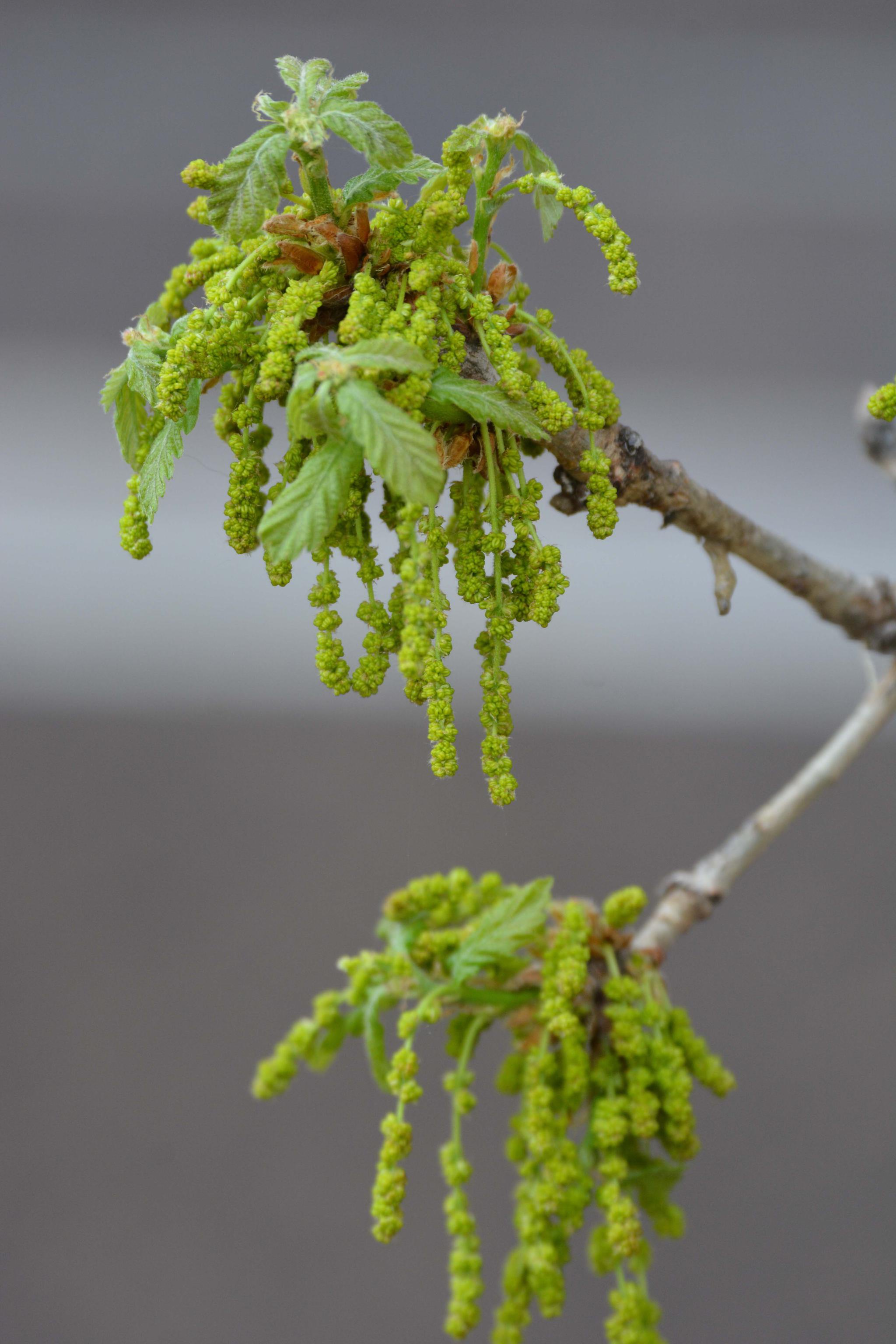 栎树花也叫橡树花柞树花,原创拍摄