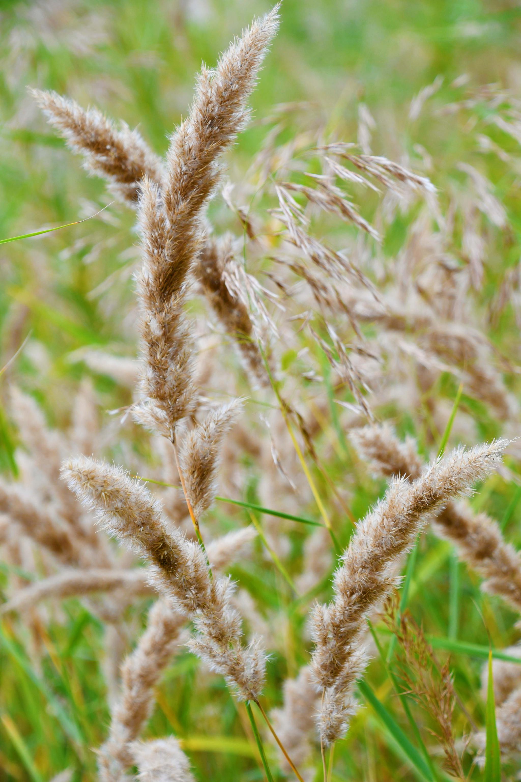野生植物茅草的花穗原创拍摄