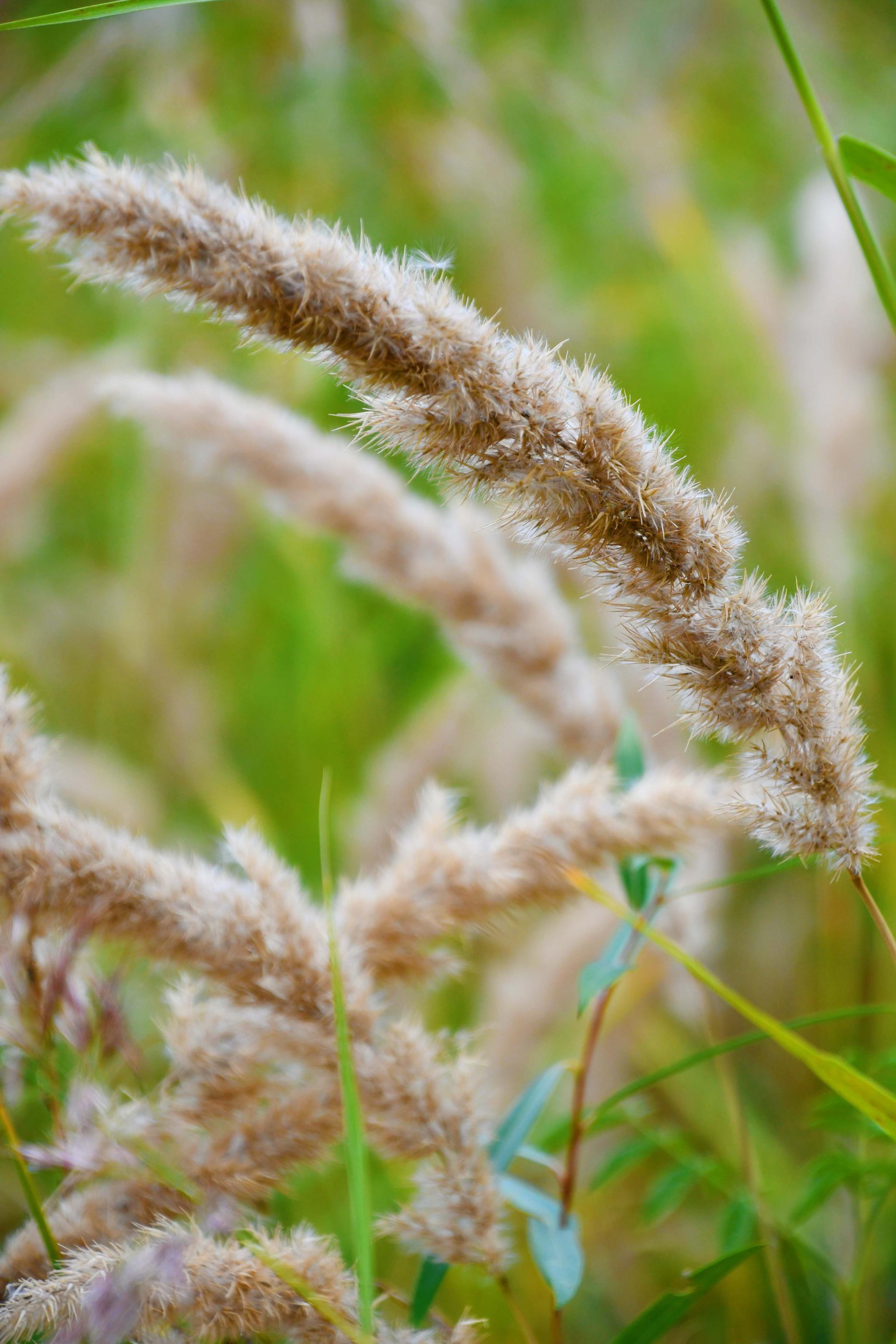 野生植物茅草的花穗原创拍摄