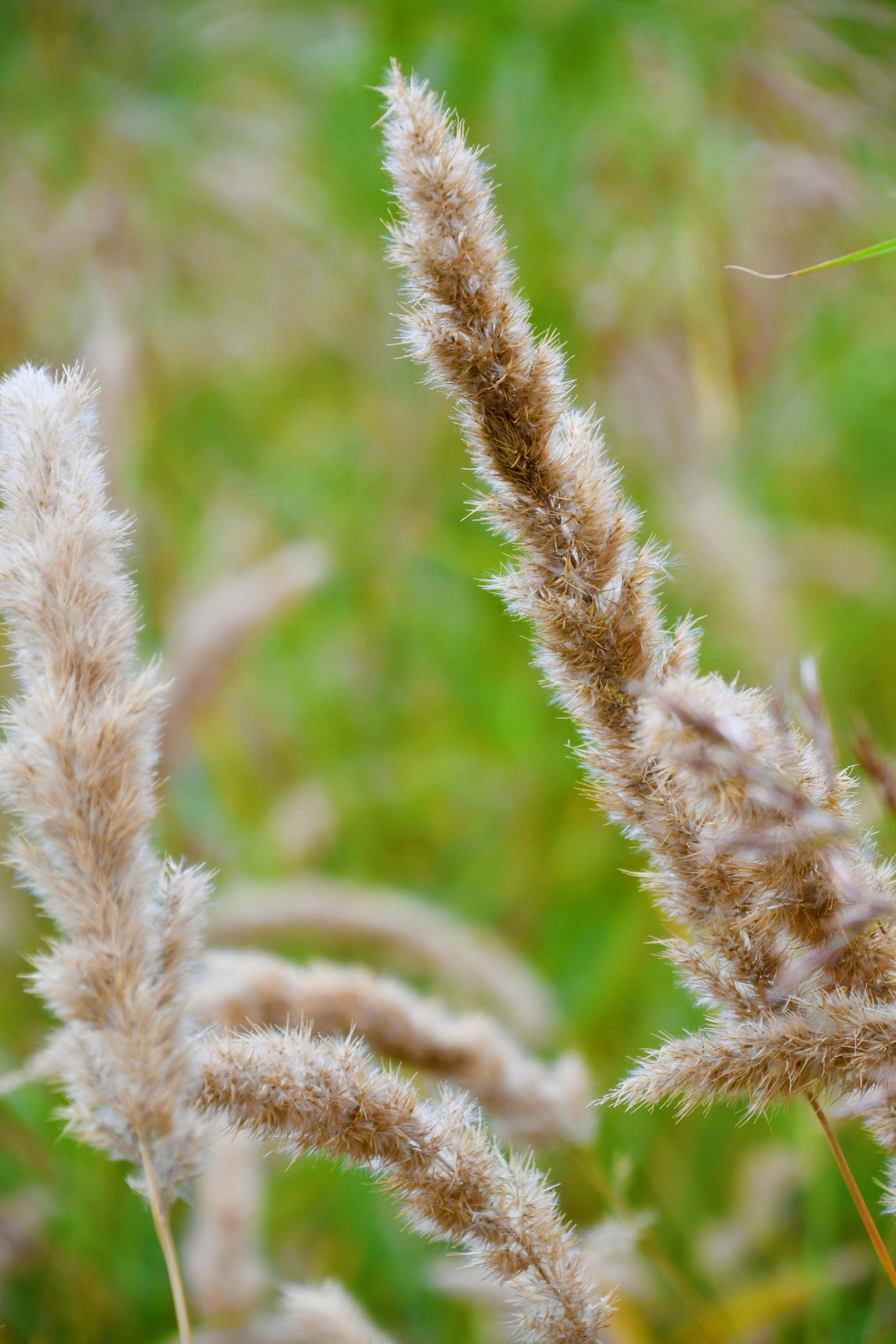 野生植物茅草的花穗原创拍摄