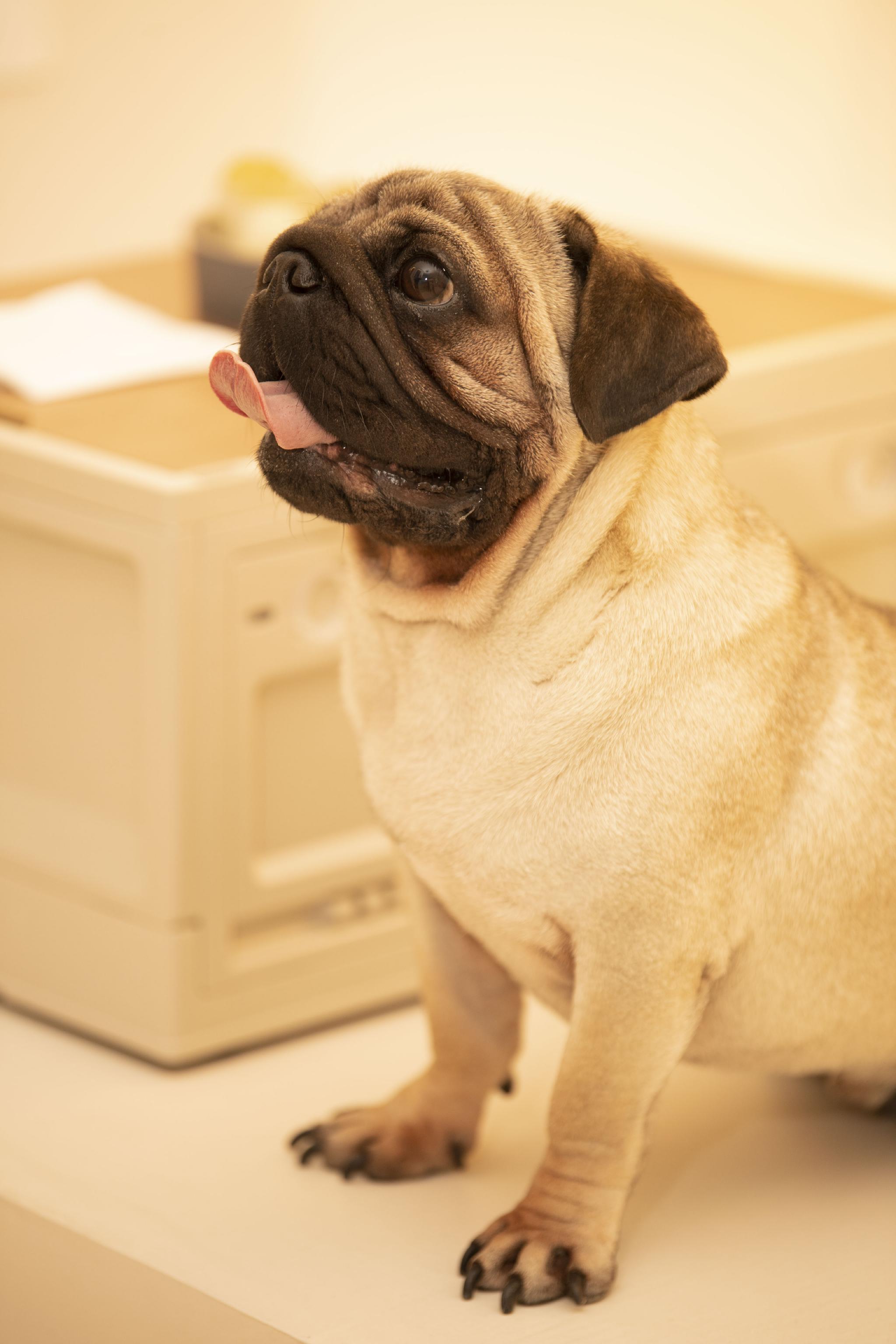 我家宠物好可爱之我的狗狗_高清图集_新浪网