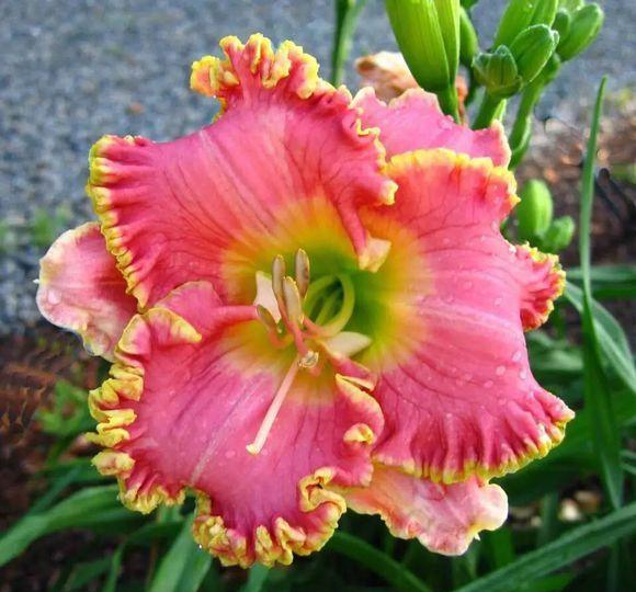 此“花”才是中国传统的母亲花,2000多年前就已栽种,你见过没?休闲区蓝鸢梦想 - Www.slyday.coM 此“花”才是中国传统的母亲花,2000多年前就已栽种,你见过没?休闲区蓝鸢梦想 - Www.slyday.coM