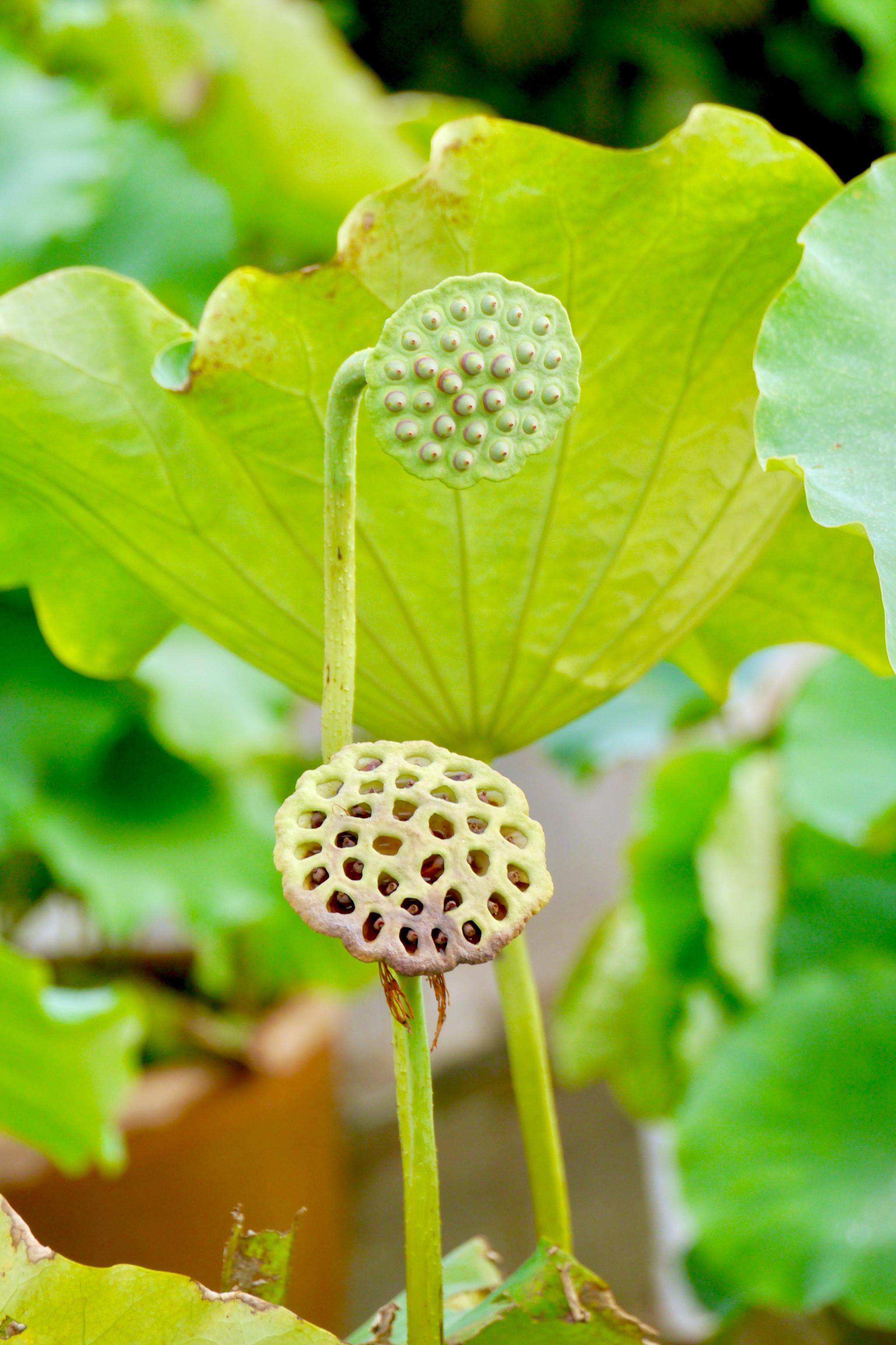 最喜莲蓬枝头时_高清图集_新浪网