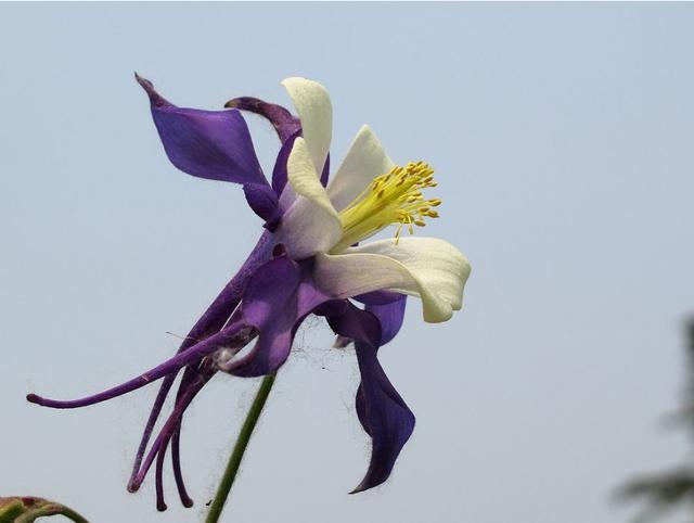 3种"灰姑娘花",名字俗气,开花却很漂亮,养了就会爱上