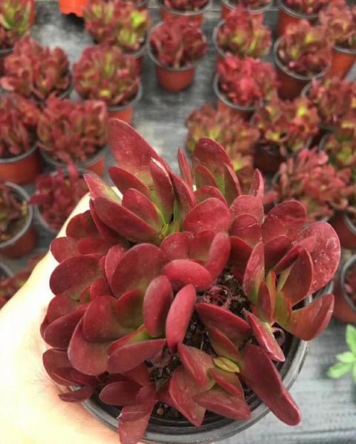 此款红色系多肉,容易出状态,霸气又好看,适合新手!