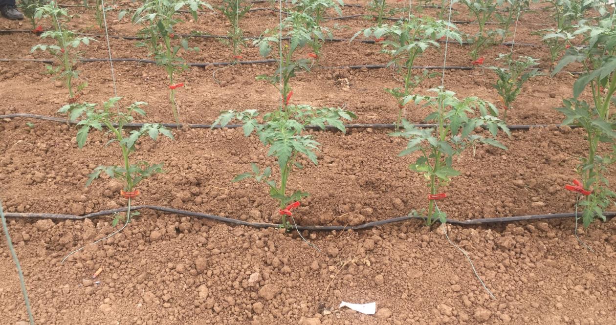 防治蔬菜病虫害不妨试试农药灌根操作简单效果好别老喷药了
